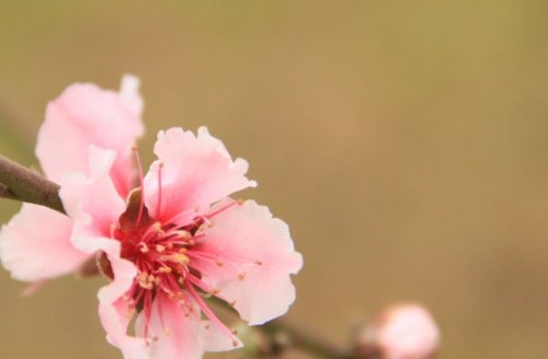 立春节气祝福语 适合立春的说说心情短语