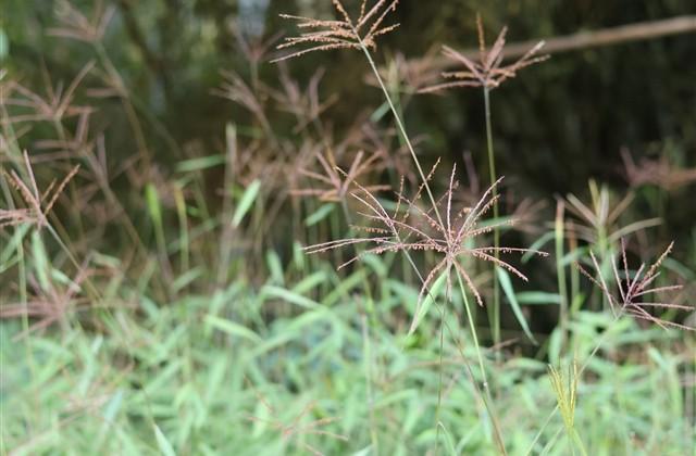 节约粮食的标语句子(精选55句)