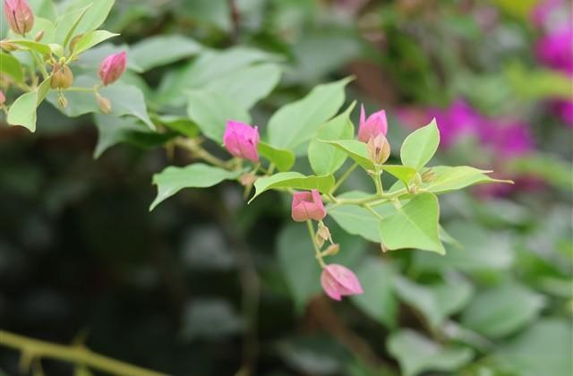 清明节感怀追思文案